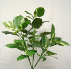 Pothos